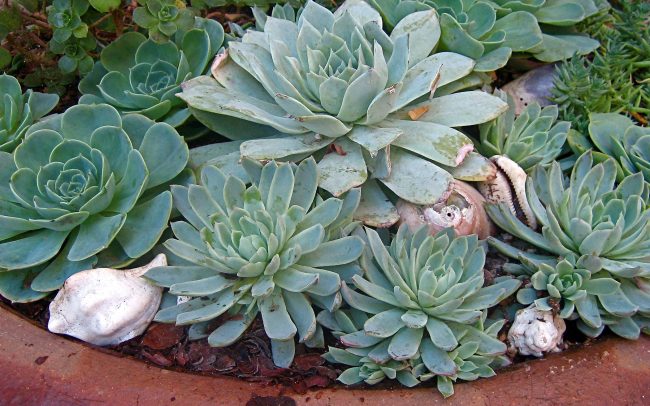 Canyon Family Playground: Potted succulent