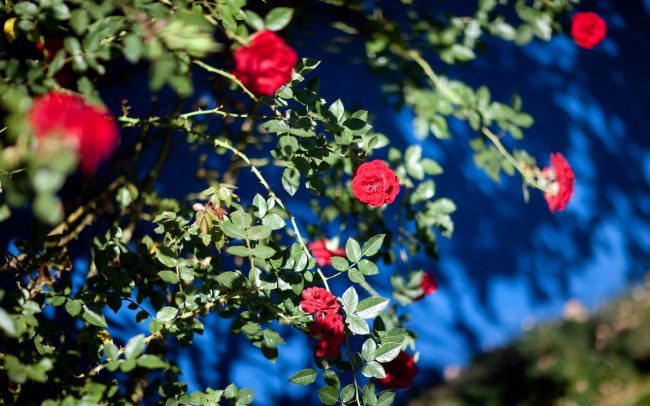Valentine rose and blue wall