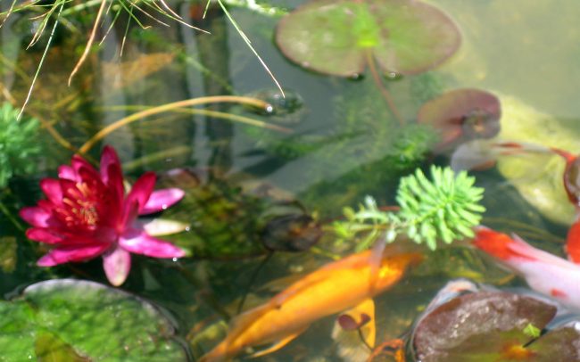 Koi fish and water lily