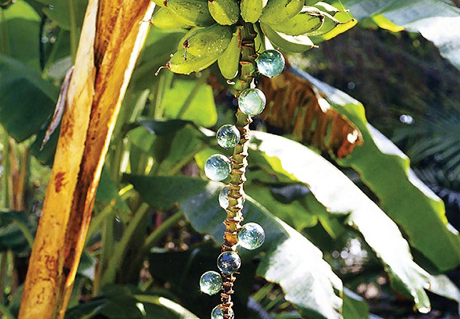 Jeweled banana stalks