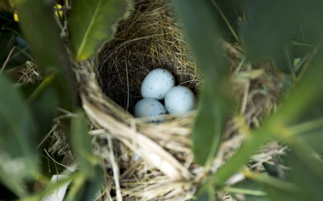 Bird’s nest in Laurus nobilis bay tree