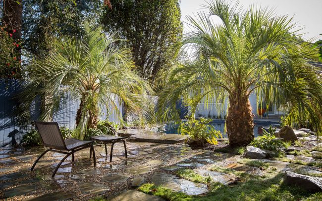Butia palms and pool