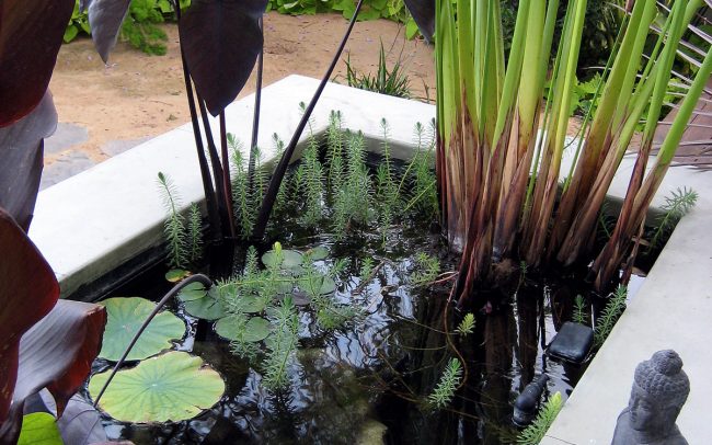 Water garden with crystal, koi, and Buddha