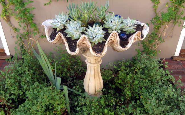 Giant clam shell planter