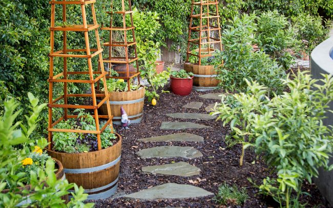 Hedge, tomato towers, and garden plantings