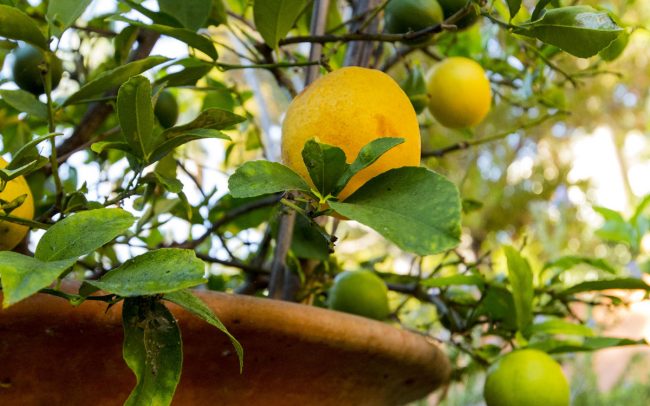 Myer lemons in Tuscan terracotta pot